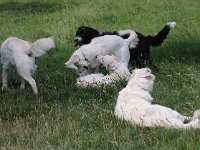 Puppys van Bliss040622-0129